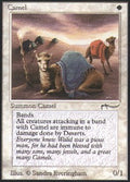 Camel | Arabian Nights
