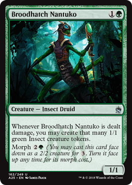 Broodhatch Nantuko | Masters 25