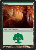 Forest (243) - Foil | Avacyn Restored